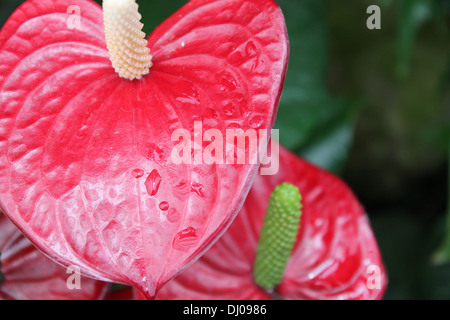 Fleur rouge, plus qu'une seule grande feuille en forme de coeur avec la rosée du matin sur elle Banque D'Images