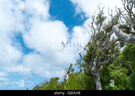 Globe doré femelle araignée dans le web, l'île Lord Howe, de l'Australie Banque D'Images