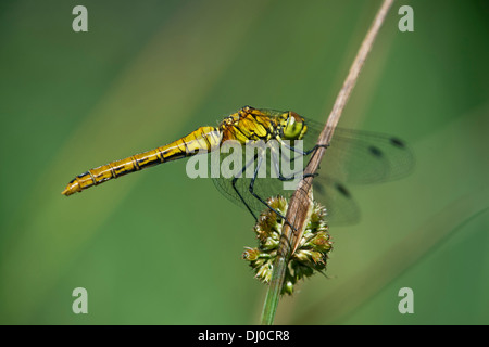 Femelle de repéré vert, Skimmer (famille des Pycnonotidae) Banque D'Images