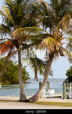 Lits jumeaux de palmiers dans un petit port dans le parc national des Everglades en Floride. Banque D'Images