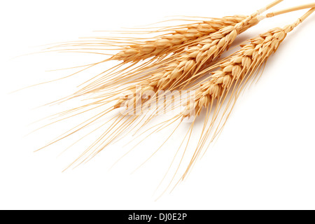 Les épis de blé (Triticum) isolé sur fond blanc Banque D'Images