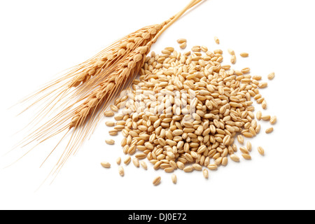 Les épis de blé (Triticum) et grains de blé isolated on white Banque D'Images