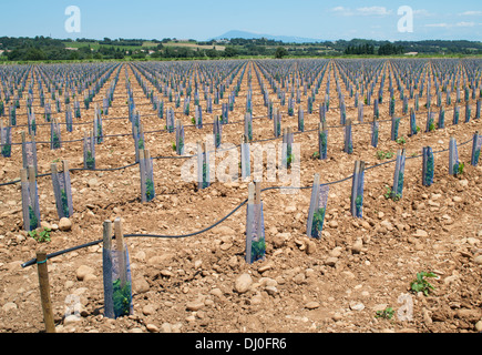 Les vignes nouvellement plantées dans une vigne à Châteauneuf du Pape, France, Europe Banque D'Images