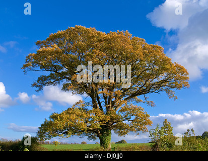 Feuillage de l'automne sur chêne anglais matures arbre qui pousse dans les terres agricoles, Cumbria, Angleterre, Royaume-Uni Banque D'Images