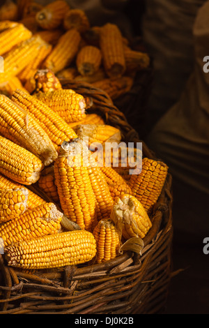 Le maïs jaune frais dans le panier sur le fond sombre. Concept agricole récolte Banque D'Images