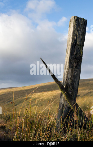 Low angle view of carier, poteaux de clôture en bois en décomposition ; Rotten traverses de chemin de fer, Cowgill, Dent village dans le sud du district de Lakeland, Cumbria (Royaume-Uni) Banque D'Images