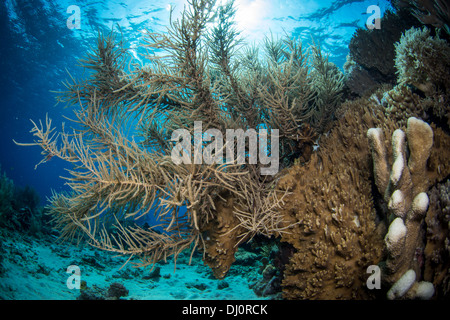 Une belle vue sur un jardin de corail sous-marine immaculée avec de l'eau bleu. Le Parc National de Komodo en Indonésie Banque D'Images