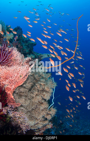 Une belle vue sur un jardin de corail sous-marine immaculée avec de l'eau bleu. Le Parc National de Komodo en Indonésie Banque D'Images