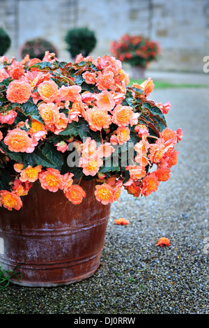 Pot avec ranunculus dans un vieux parc européen Banque D'Images