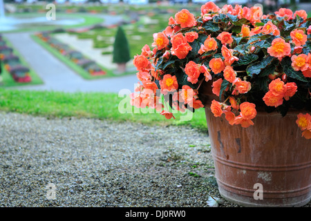 Pot avec ranunculus dans un vieux parc européen Banque D'Images