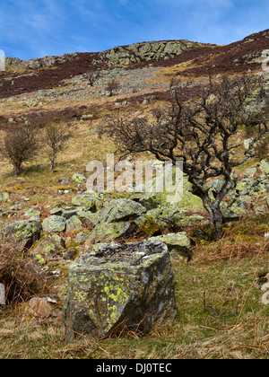 Arbre sur colline de Gowbarrow Fell Park de Ornans dans le Parc National de Lake District en Cumbria England UK Banque D'Images