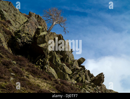 Arbre sur une colline rocheuse à Gowbarrow Fell Park de Ornans dans le Parc National de Lake District en Cumbria England UK Banque D'Images