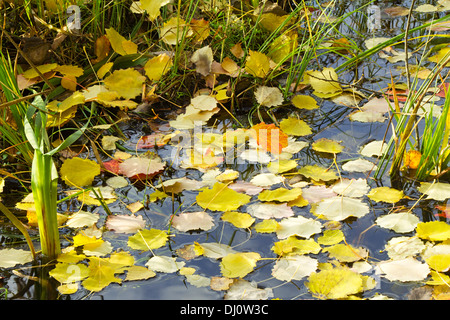 Les feuilles d'automne, tombé de l'arbre sur la rive du lac se trouvent sur la surface de l'eau. Banque D'Images