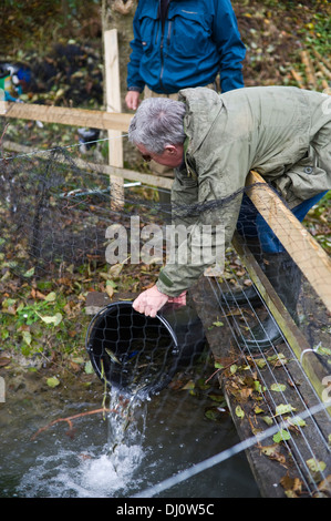 Les tacons étant stockés dans un étang d'élevage semi-naturelles pour les relâcher dans la rivière Wye Nant Gwyn près de Builth Wells Powys Pays de Galles UK Banque D'Images