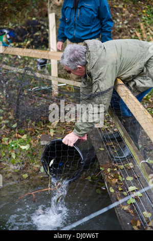 Les tacons étant stockés dans un étang d'élevage semi-naturelles pour les relâcher dans la rivière Wye Nant Gwyn près de Builth Wells Powys Pays de Galles UK Banque D'Images