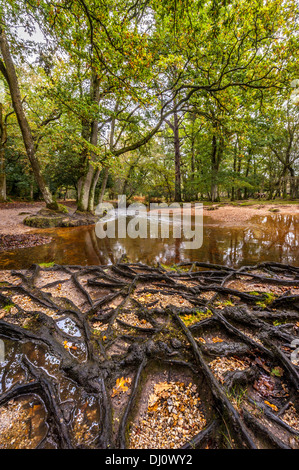 L'eau nouvelle Forêt Hampshire Ober Banque D'Images