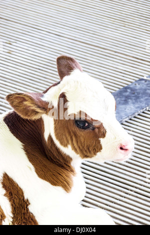 , Veau veau marron et blanc en fram, joli. Banque D'Images