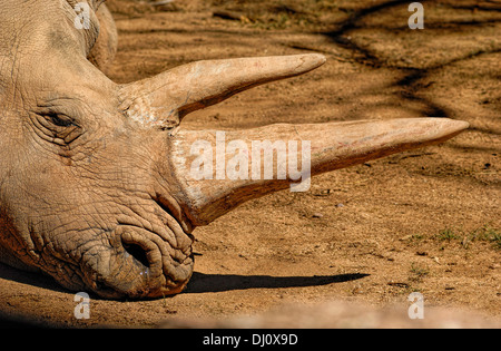 Le rhinocéros blanc (Ceratotherium simum) vivent sur les plaines herbeuses de l'Afrique Banque D'Images