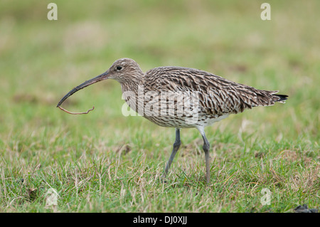 'Prolongiez'. Curlew (Numenius arquata), en quête de pâturage Banque D'Images