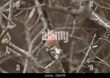 Chaffinch (Fringilla coelebs). Mâle adulte en plumage d'été Banque D'Images
