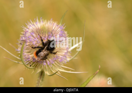Red-tailed bourdon (Bombus lapidarius) se nourrissant de fleurs renoncule, Oxfordshire, Angleterre, Août Banque D'Images