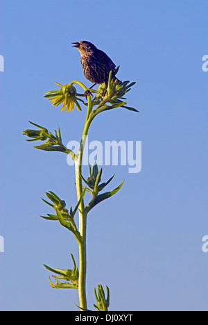 Thrasher perché sur une plante de tournesol contre un ciel bleu dans la plage de Montrose Bird Sanctuary, Chicago, Illinois, USA. Banque D'Images