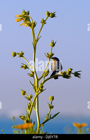 Thrasher perché sur une plante de tournesol contre un ciel bleu dans la plage de Montrose Bird Sanctuary, Chicago, Illinois, USA. Banque D'Images