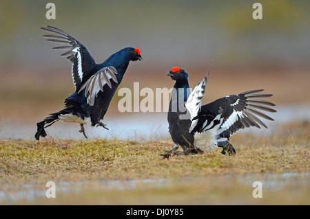 Tétras (Tetrao tetrix) Deux hommes se battre à lek, Finlande, Avril Banque D'Images