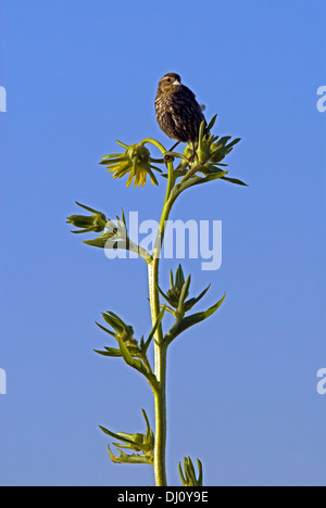 Thrasher perché sur une plante de tournesol contre un ciel bleu dans la plage de Montrose Bird Sanctuary, Chicago, Illinois, USA. Banque D'Images