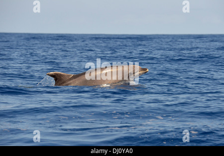 Dauphin (Tursiops truncatus) à la surface, la tête relevée, les Açores, juin Banque D'Images