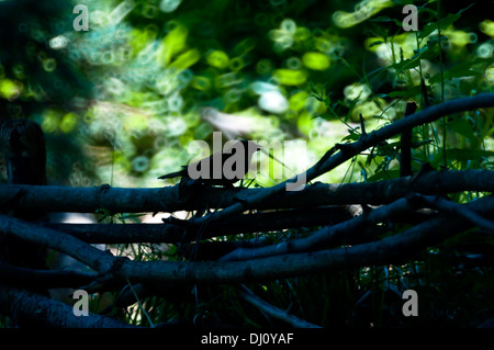 Un moineau se trouve en silhouette sur un petite clôture de branches d'arbre avec une fantaisie de tour de jeux de lumière dans un 500mm miroir. Banque D'Images