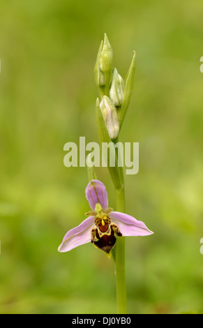 L'orchidée abeille (Ophrys apifera) fleur avec une fleur ouverte et quatre bourgeons, Oxfordshire, Engalnd, juin Banque D'Images