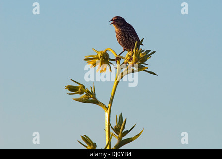 Thrasher perché sur une plante de tournesol contre un ciel bleu dans la plage de Montrose Bird Sanctuary, Chicago, Illinois, USA. Banque D'Images