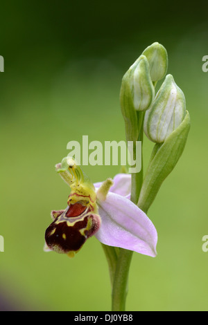 L'orchidée abeille (Ophrys apifera) fleur avec une fleur ouverte et de trois boutons, Oxfordshire, Angleterre, juin Banque D'Images