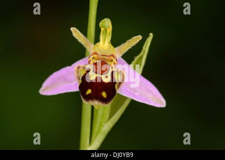 L'orchidée abeille (Ophrys apifera) gros plan de fleurs simples, Oxfordshire, Angleterre, juillet Banque D'Images