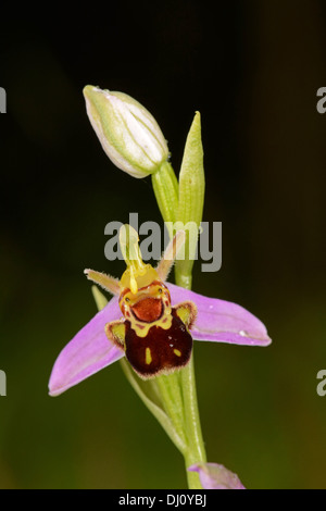 L'orchidée abeille (Ophrys apifera) fleur avec une fleur ouverte et d'un bourgeon, Oxfordshire, Angleterre, juillet Banque D'Images