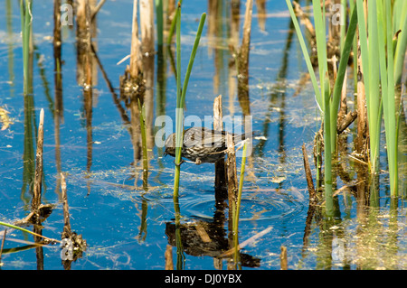 Un oiseau moqueur cherche de la nourriture dans les roseaux d'un marais à l'Volo Bog dans le nord de l'Illinois, États-Unis. Banque D'Images