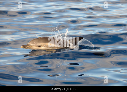 À bec court Dauphin commun (Delphinus delphis) surfacing, les Açores, juin Banque D'Images