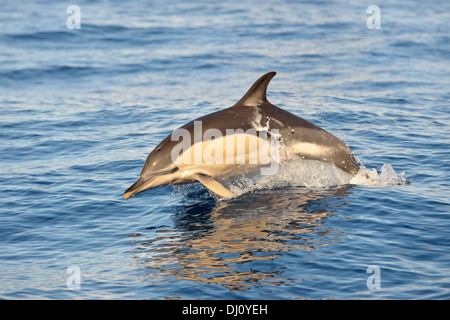 À bec court Dauphin commun (Delphinus delphis) surfacing, les Açores, juin Banque D'Images