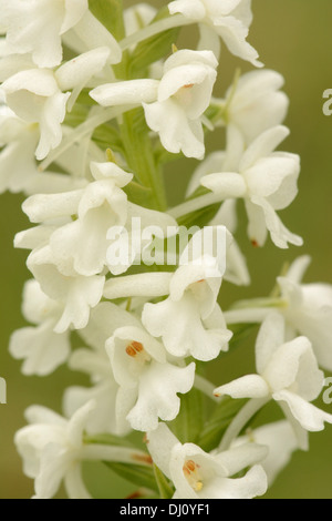 Orchidée parfumée commune ou de la craie (Gymnadenia conopsea) gros plan de fleur, forme blanche var. albiflora, España Banque D'Images