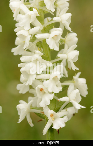 Orchidée parfumée commune ou de la craie (Gymnadenia conopsea) gros plan de fleur, forme blanche var. albiflora, España Banque D'Images