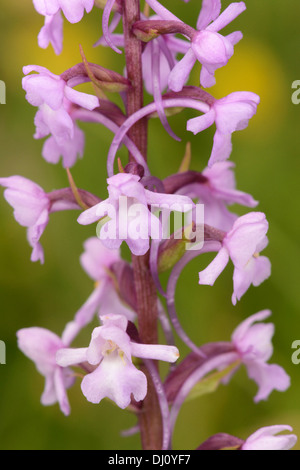 Orchidée parfumée commune ou de la craie (Gymnadenia conopsea) gros plan de fleur, Buckinghamshire, Angleterre, juillet Banque D'Images