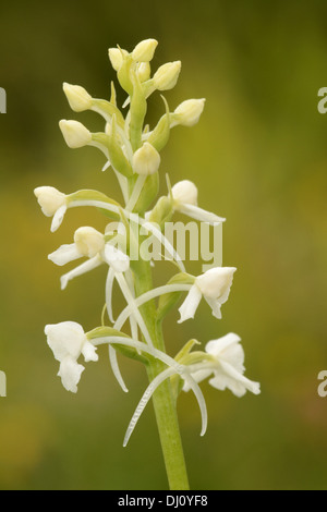 Orchidée parfumée commune ou de la craie (Gymnadenia conopsea) gros plan de fleur, forme blanche var. albiflora, España Banque D'Images