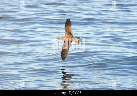 Puffin cendré (Calonectris diomedea) lin vol au dessus de la mer, aux Açores, juin Banque D'Images