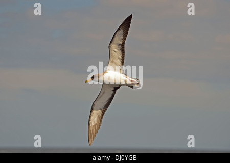 Puffin cendré (Calonectris diomedea) lin vol au dessus de la mer, aux Açores, juin Banque D'Images