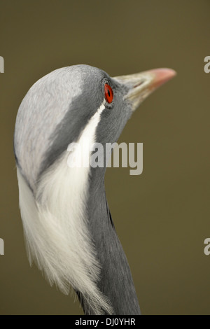 Grue demoiselle (Anthropoides virgo) portrait, Slimbridge, Angleterre, Août, captive Banque D'Images