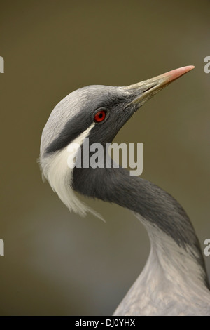 Grue demoiselle (Anthropoides virgo) portrait, Slimbridge, Angleterre, Août, captive Banque D'Images