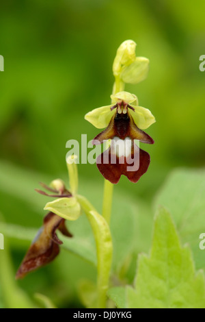 L'Orchidée Ophrys insectifera (Fly) fleur, Oxfordshire, Angleterre, juin Banque D'Images