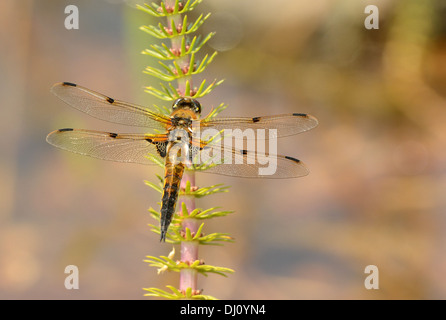 Four-spotted Chaser Dragonfly (Libellula quadrimaculata) adulte au repos, Oxfordshiore, Angleterre, juillet Banque D'Images