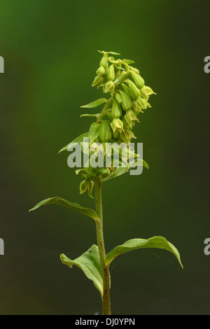 Fleurs vert Helliborine (Epipactis phyllanthes) fleur, Oxfordshire, Angleterre, Août Banque D'Images